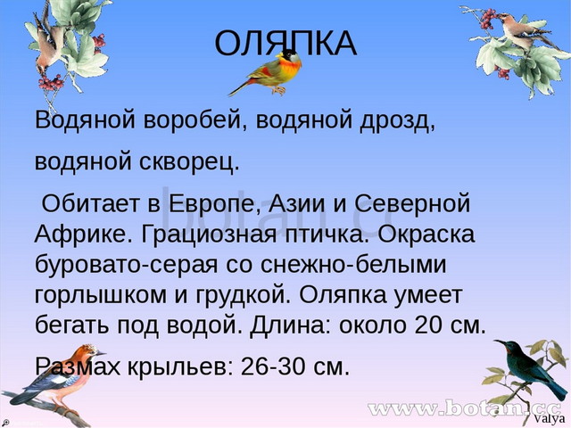 Птицы 3 класс окружающий мир. Оляпка птица описание. Сообщение о оляпке. Презентация птица оляпка. Оляпка птица описание для детей.