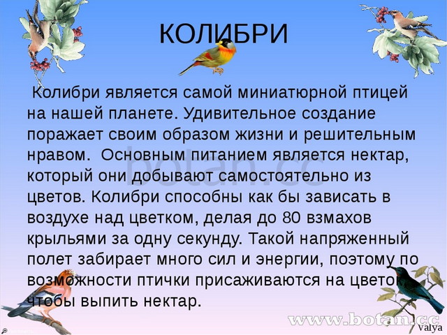 Презентация класс птицы 3 класс