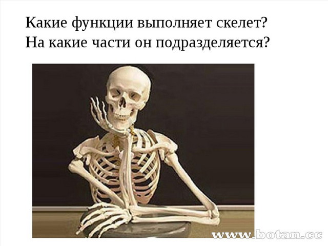 Функция которую не выполняет скелет. Функция которую не выполняет скелет