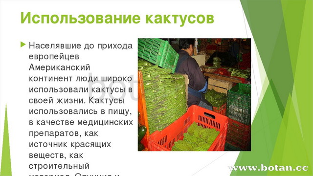 Проект про кактус. Кактус краткое описание. Как используется кактус человеком. Как используется кактус человеком. Кактус краткое описание.