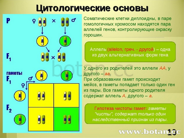 Рассмотрите схему скрещивания укажите генотип потомства f1