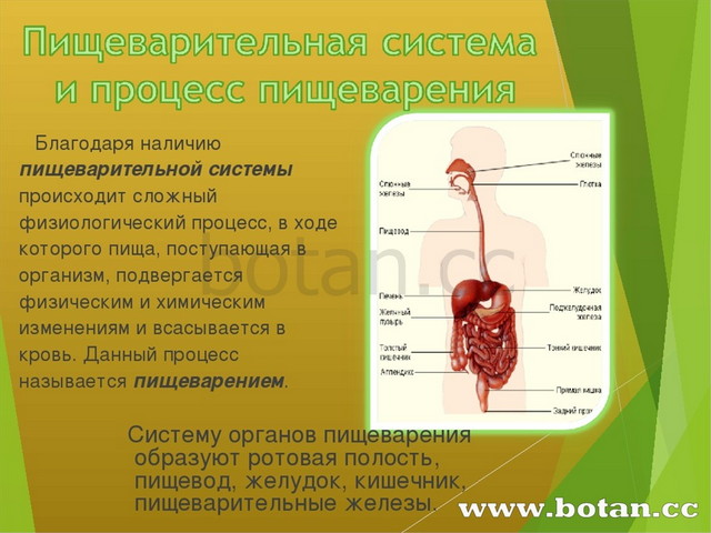 Проект на тему пищеварительная система 4 класс