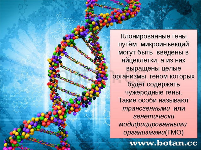 Презентация генная инженерия 10 класс биология