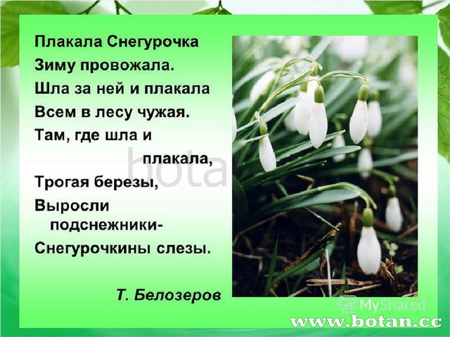 Т белозеров подснежники с маршак апрель 1 класс школа россии презентация