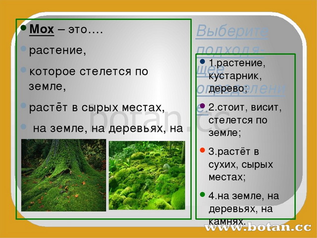 Мох текст. Мхи презентация 3 класс. Доклад про мох 3 класс окружающий мир. Мхи доклад 3 класс. Мхи 3 класс окружающий мир.