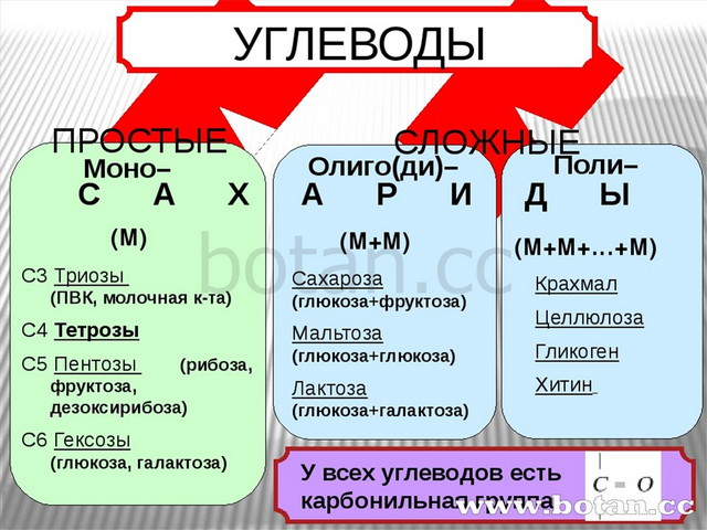 Углеводы презентация 9 класс