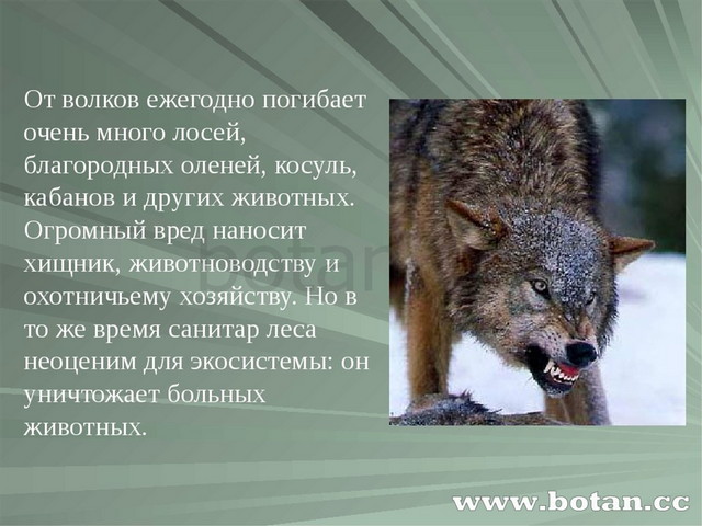 Поведение волков в природе презентация