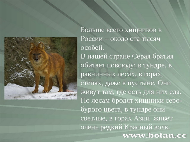 Поведение волков в природе презентация