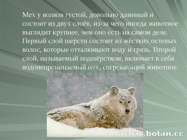 Поведение волков в природе презентация