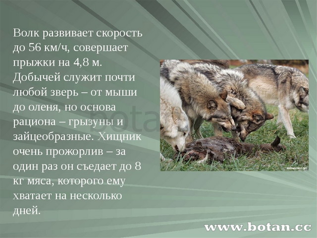 Скорость волка. Инстинкты Волков. Волк может развивать большую скорость. Скорость волка км/ч.