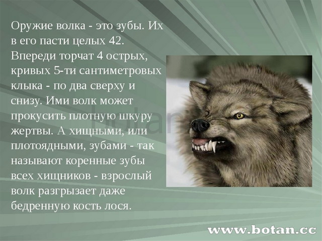 Поведение волков в природе презентация