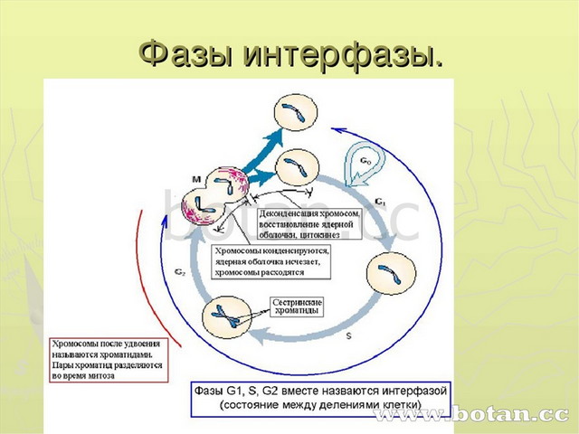 Презентация митоз и мейоз 10 класс биология