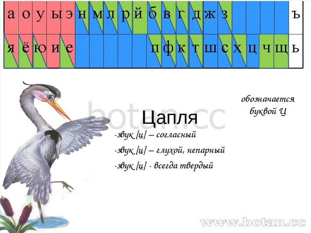 Презентация звук ц буква ц для дошкольников