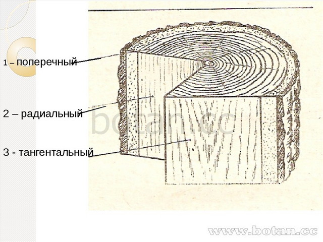 Какой буквой на рисунке обозначен слой древесного стебля древесина