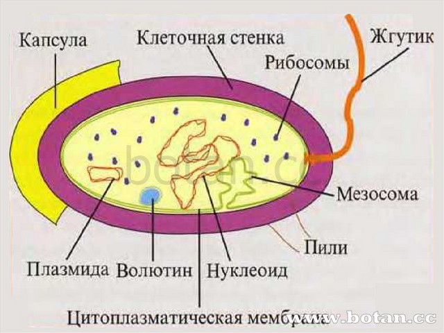 Организмы каких царств состоят из клеток изображенных на рисунке под буквами а и б ответ