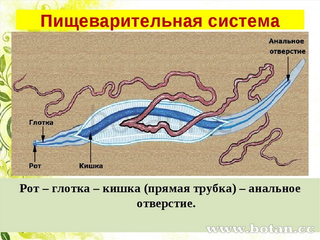 Тип круглые черви презентация 7 класс биология