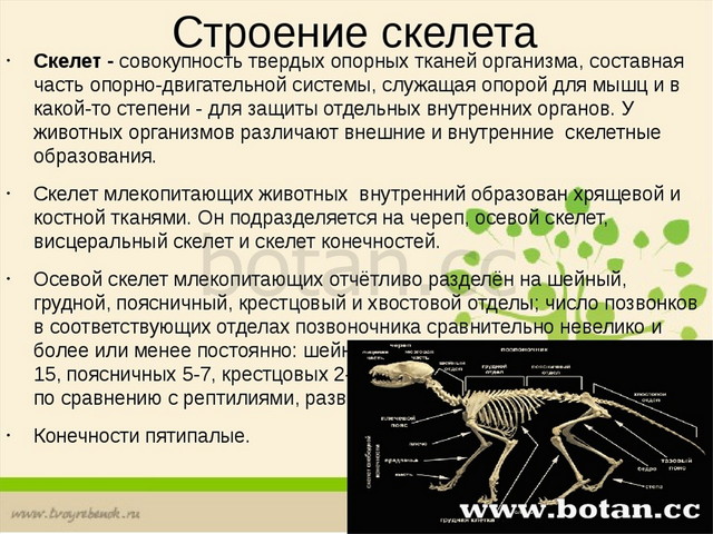 Особенности строения скелета млекопитающих 8