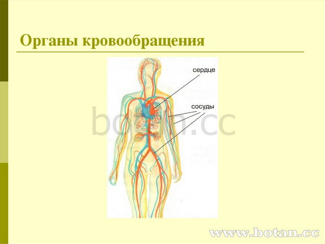 К какому отделу организма человека относится изображенный на рисунке орган