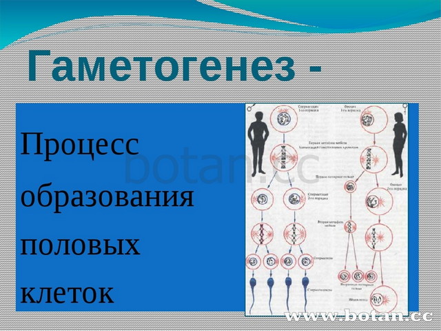 Образование половых клеток презентация 10 класс