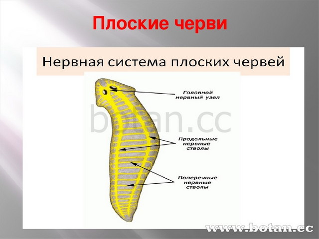 Нервная система рефлекс инстинкт органы чувств регуляция деятельности организма презентация 7 класс