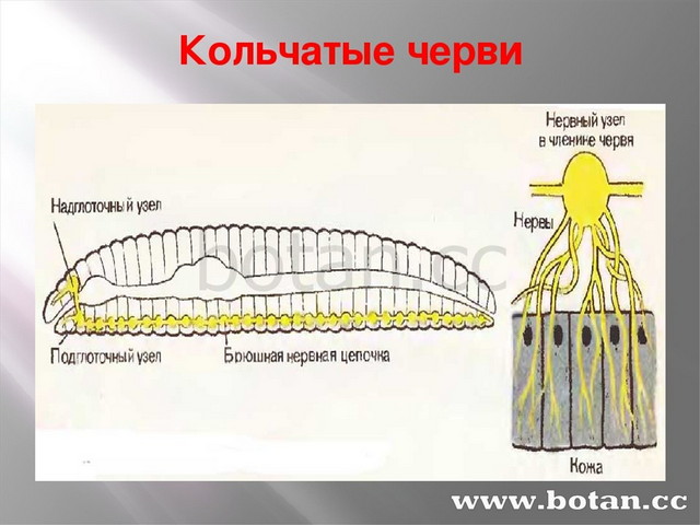 Нервная система рефлекс инстинкт 7 класс презентация