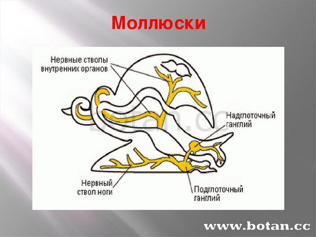 Нервная система рефлекс инстинкт органы чувств регуляция деятельности организма презентация 7 класс