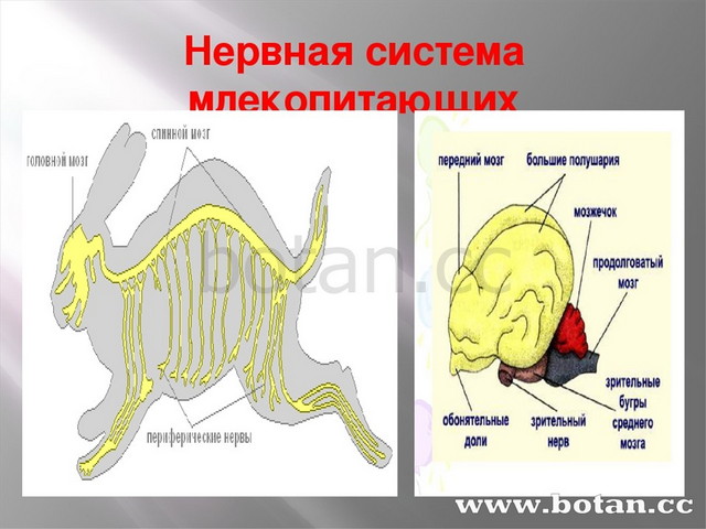 Нервная система рефлекс инстинкт 7 класс презентация