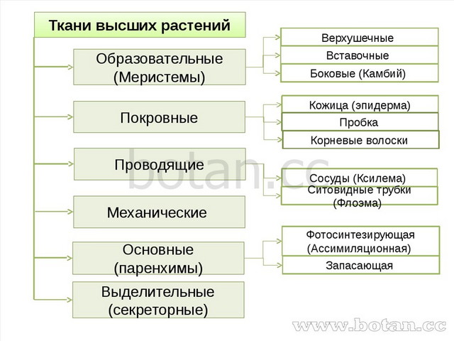 Ткани высших растений Образовательные (Меристемы) Покровные Проводящие Основн...