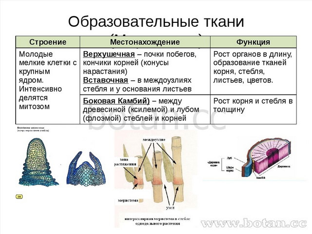 Образовательные ткани (Меристемы) вставочная Строение Местонахождение Функция...