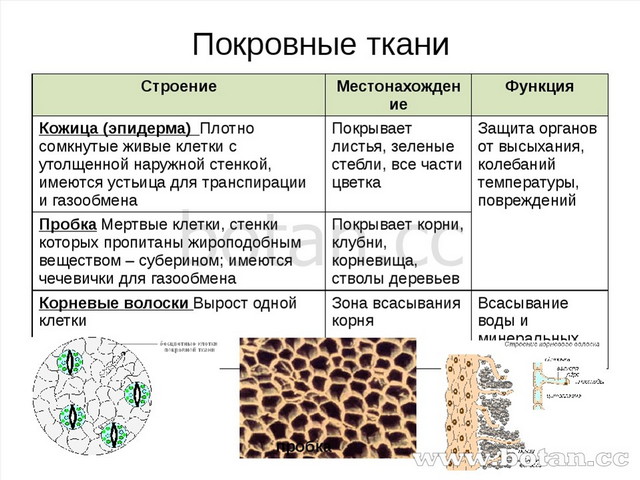 Покровные ткани пробка Строение Местонахождение Функция Кожица (эпидерма)Плот...