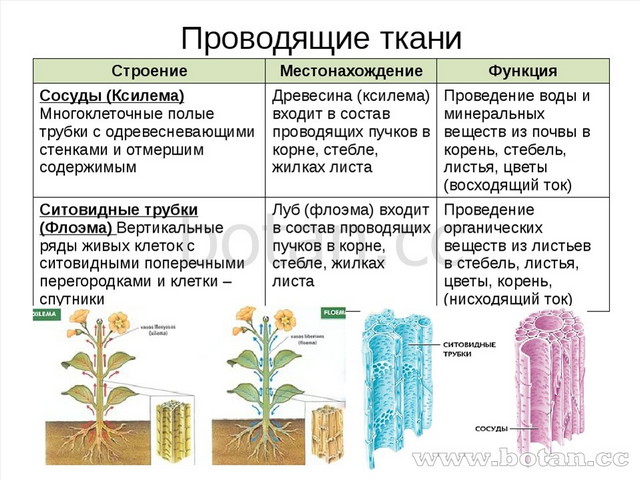 Проводящие ткани Строение Местонахождение Функция Сосуды (Ксилема)Многоклеточ...