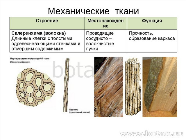 Механические ткани Строение Местонахождение Функция Склеренхима (волокна)Длин...