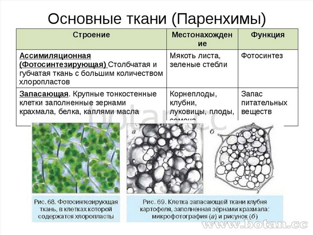 Основные ткани (Паренхимы) Строение Местонахождение Функция Ассимиляционная (...