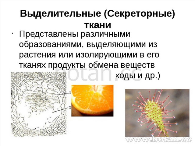 Выделительные (Секреторные) ткани Представлены различными образованиями, выде...