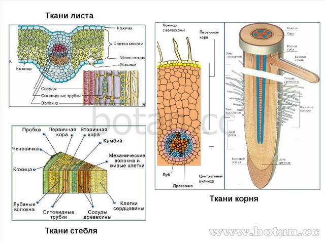 Ткани корня Ткани листа Ткани стебля