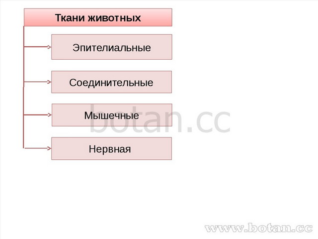 Ткани животных Эпителиальные Соединительные Мышечные Нервная