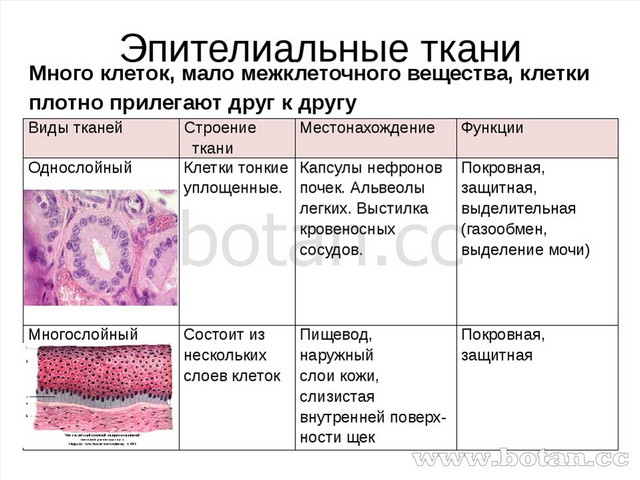 Эпителиальные ткани Много клеток, мало межклеточного вещества, клетки плотно...