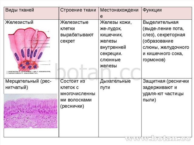 Видытканей Строение ткани Местонахождение Функции Железистый Железистые клетк...