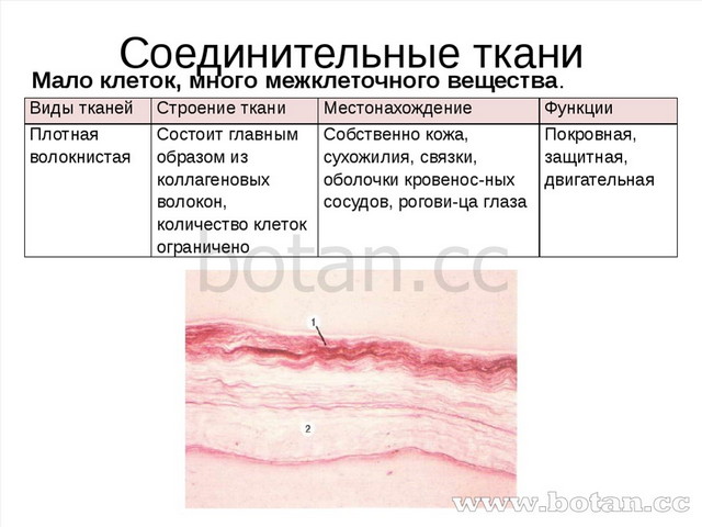 Соединительные ткани Мало клеток, много межклеточного вещества. Видытканей Ст...