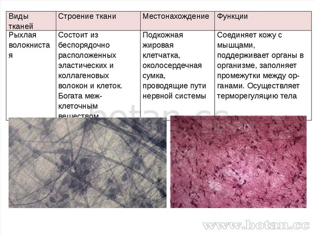 Видытканей Строение ткани Местонахождение Функции Рыхлая волокнистая Состоит...