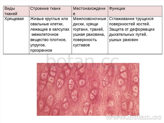 Видытканей Строение ткани Местонахождение Функции Хрящевая Живые круглые или...