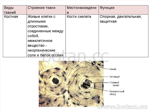 Видытканей Строение ткани Местонахождение Функции Костная Живые клетки с длин...