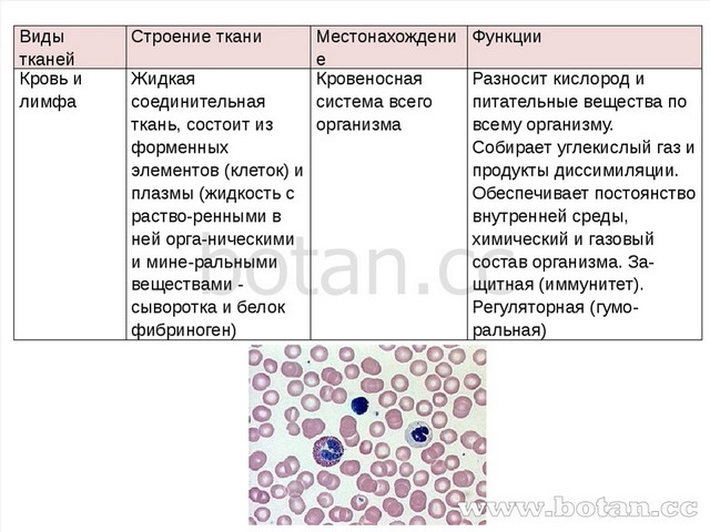 Видытканей Строение ткани Местонахождение Функции Кровьи лимфа Жидкая соедини...