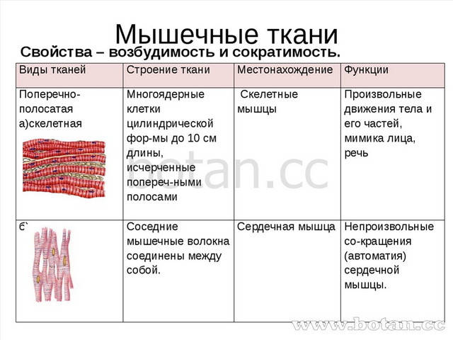 Мышечные ткани Свойства – возбудимость и сократимость. Видытканей Строение тк...