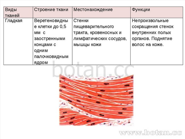 Видытканей Строение ткани Местонахождение Функции Гладкая Веретеновидные клет...