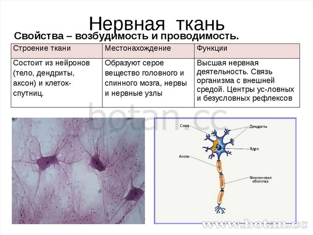 Нервная ткань Свойства – возбудимость и проводимость. Строение ткани Местонах...