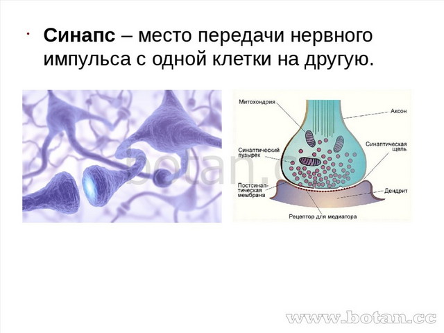 Синапс – место передачи нервного импульса с одной клетки на другую.