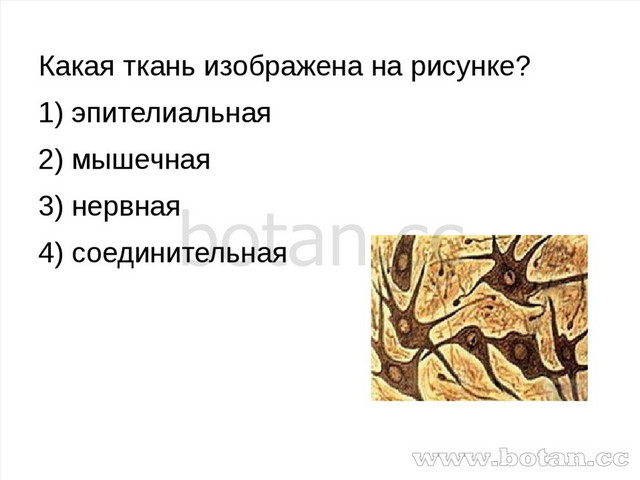 Какая ткань изображена на рисунке? 1) эпителиальная 2) мышечная 3) нервная 4)...