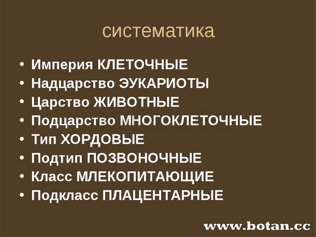 Презентация отряды млекопитающих грызуны зайцеобразные 7 класс