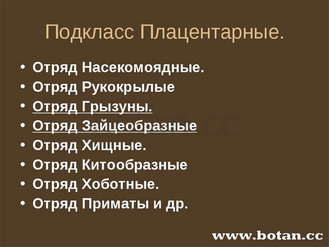 Презентация по биологии 7 класс грызуны